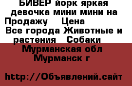 БИВЕР йорк яркая девочка мини мини на Продажу! › Цена ­ 45 000 - Все города Животные и растения » Собаки   . Мурманская обл.,Мурманск г.